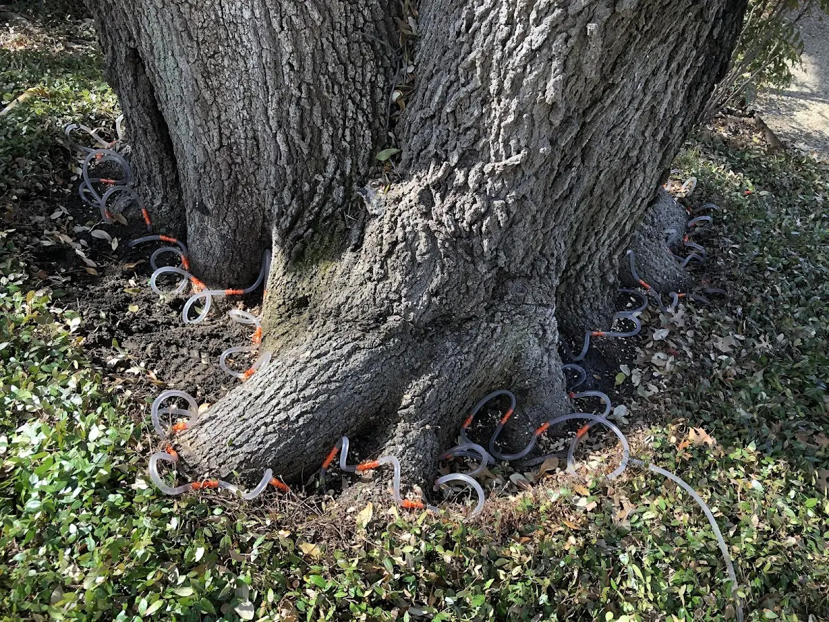 Detailed Tree Cabling and Bracing job site in East New Market