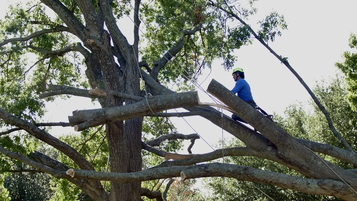 Professional Hazardous Tree Removal performed by certified arborists in East New Market
