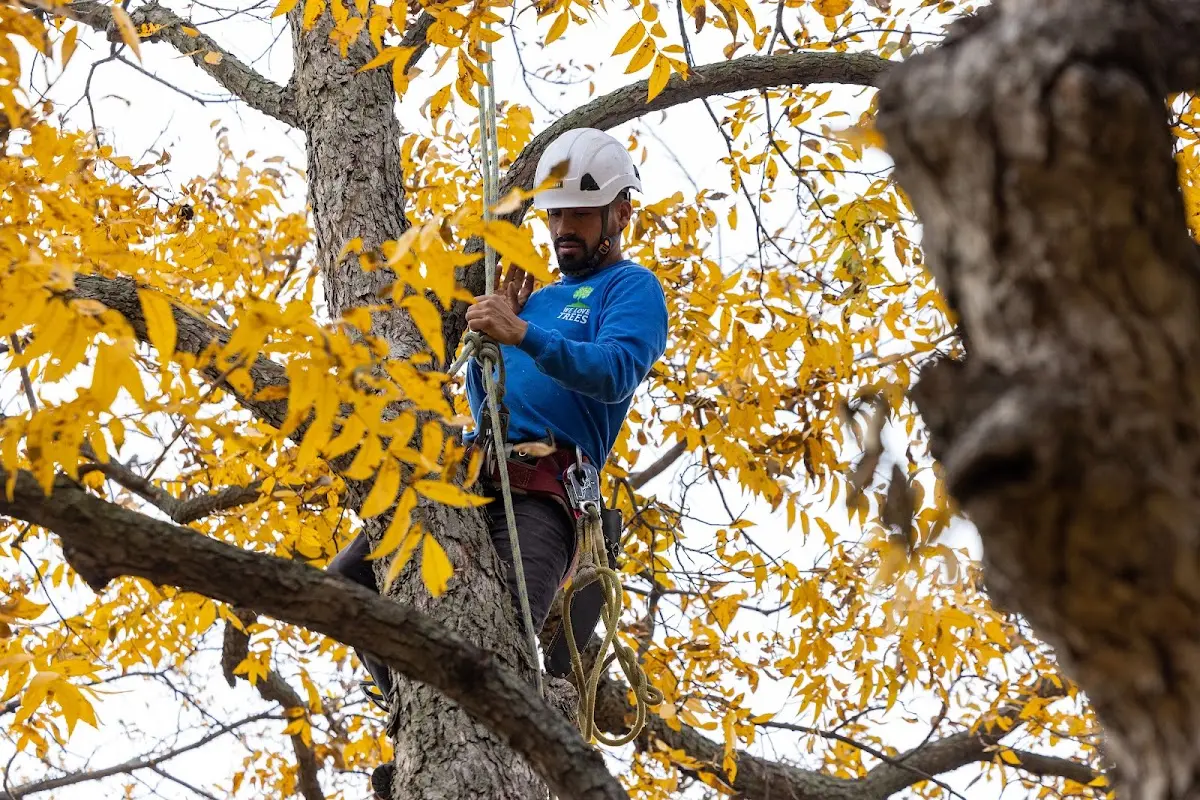 Skilled Tree Pruning crew working in East New Market