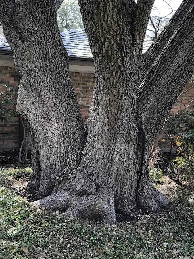 Mature heritage tree close to a East New Market property cared for by certified arborists